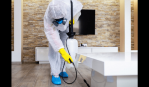 Why is Professional Pest Control Necessary in Abu Dhabi?