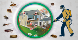How Do Termite Control Services in Lahore Determine the Severity of Infestations?